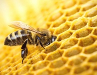 Памятка действий пчеловода при гибели пчёл от ядохимикатов